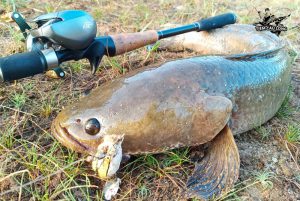 cách chọn mồi câu cá lóc hiệu quả nhất