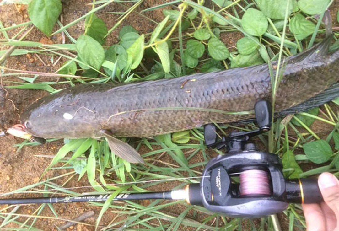 Ảnh cần câu lure tốt khi câu cá lóc ở kênh ruộng