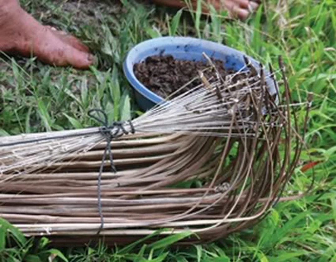 bát câu cá lóc dùng để quấn cước câu ruộng và mương