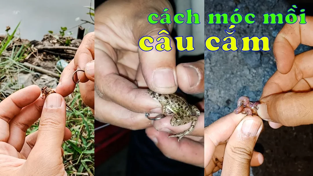 bộ đồ nghề cách cắm câu cá lóc và móc mồi nhái
