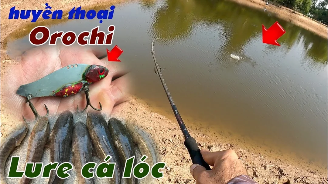 Cá sắt câu cá lóc minh họa video lure thực chiến cá sắt câu cá lóc minh họa video lure thực chiến