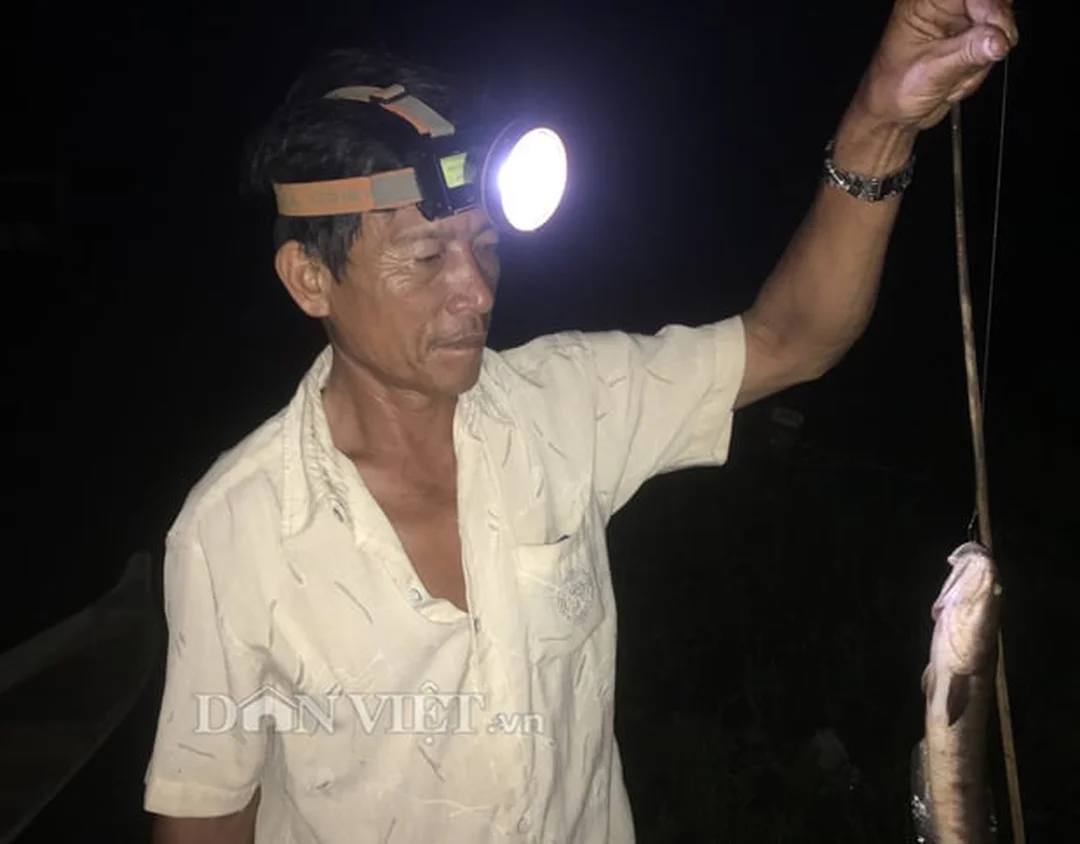 cách cắm cần câu cá lóc với mồi nhái sống