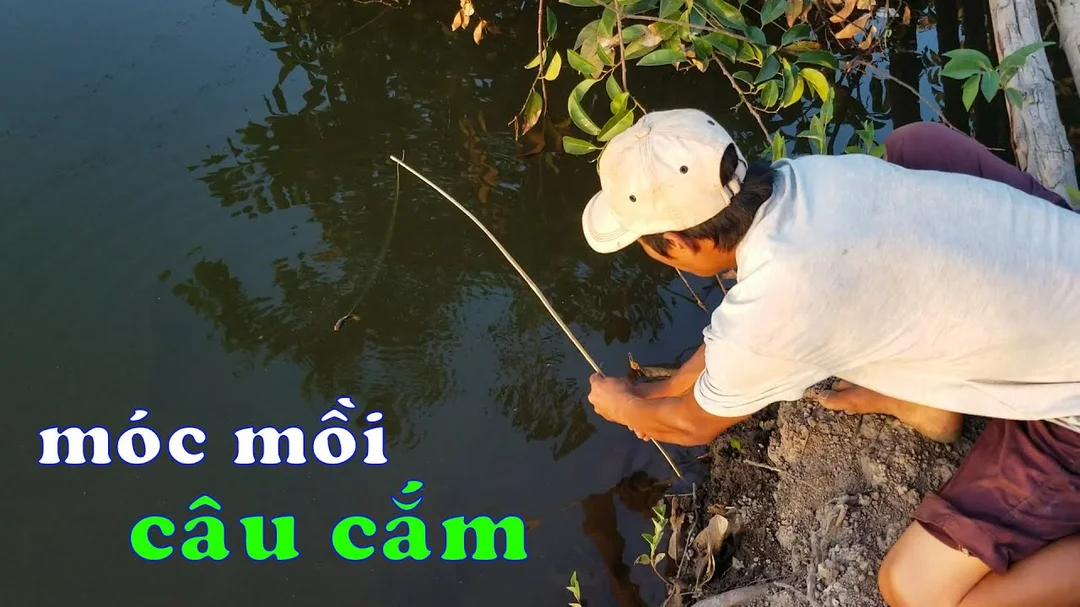 cách cắm câu cá lóc tại ruộng lúa và bờ cỏ