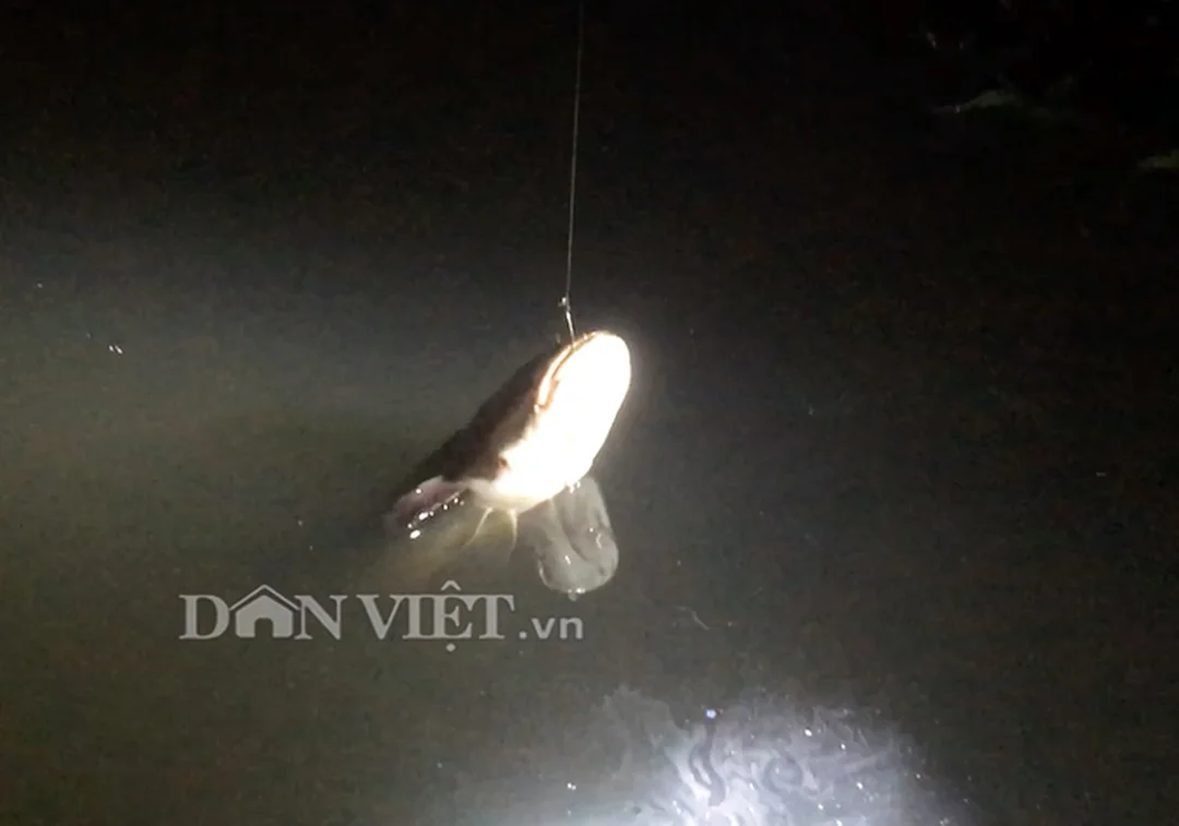 cách câu cá lóc ban đêm tránh cá táp hụt