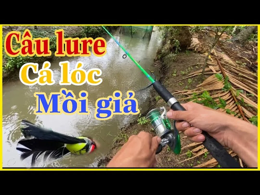 cách câu cá lóc bằng mồi nhái giả đúng luật và bền điểm câu