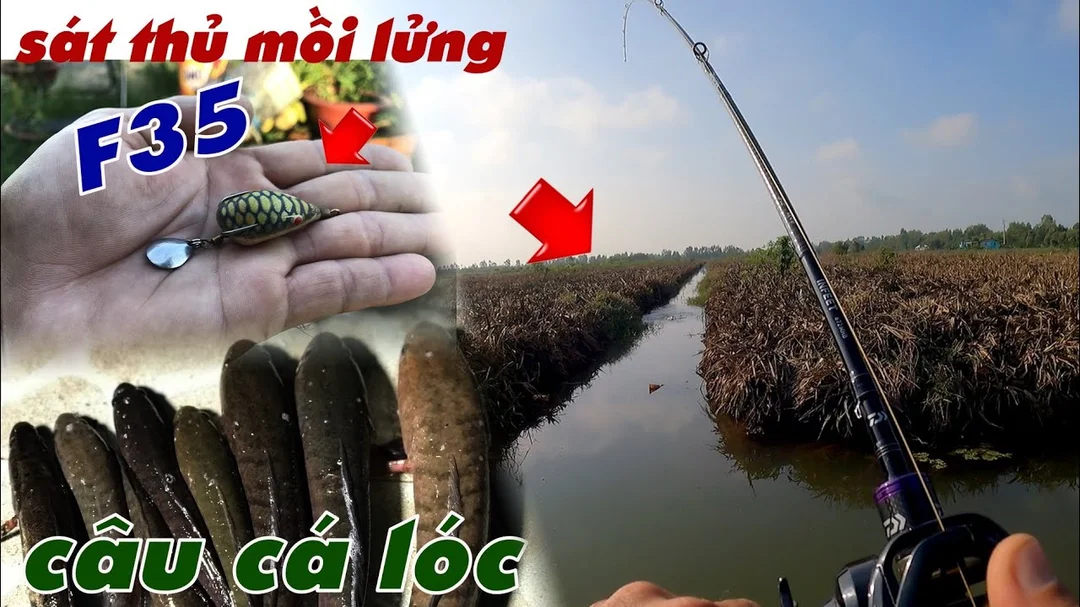 So sánh mồi nhái câu cá lóc cách câu cá lóc bằng nhái so sánh với nhái hơi và mồi giả