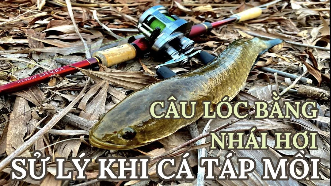 Cách móc nhái câu cá lóc cách câu cá lóc bằng nhái với kỹ thuật móc mồi đúng