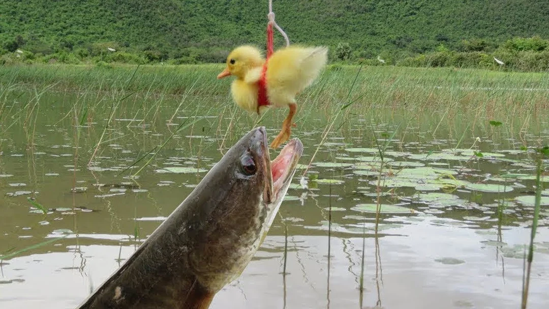 cách câu cá lóc bằng vịt với bộ cần lure phù hợp
