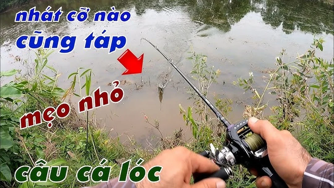 cách câu cá lóc ở mé bèo và cỏ ven bờ
