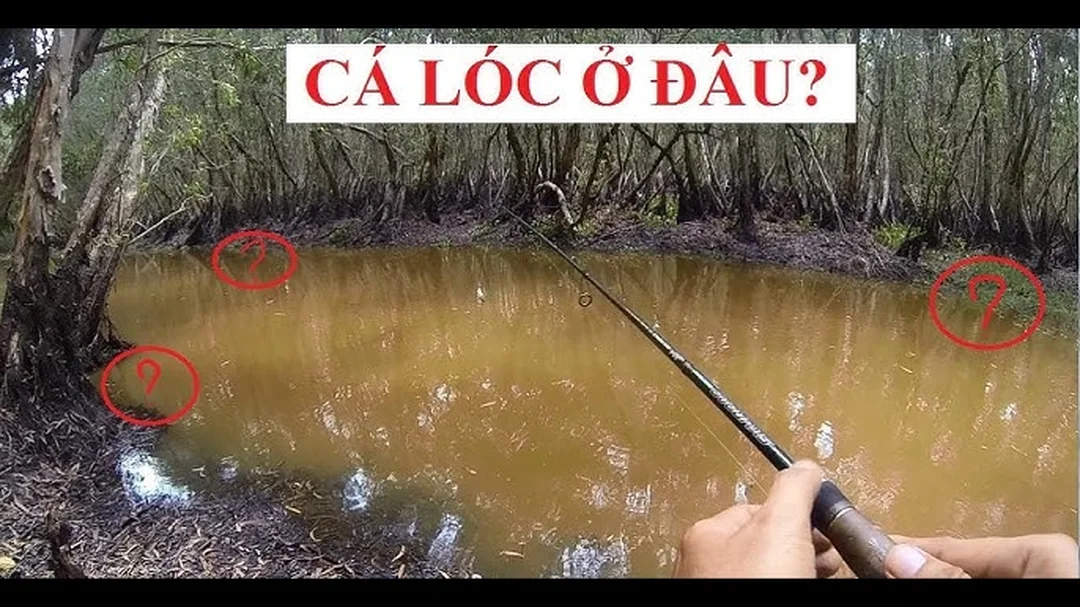cách câu cá lóc và câu hỏi thường gặp cho người mới