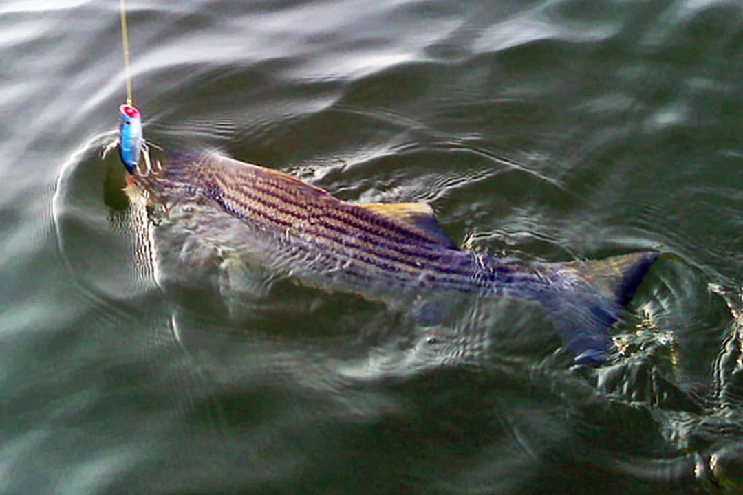 cách câu lure cá chẽm tại cửa sông