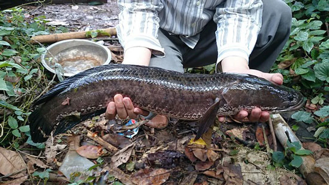 cách câu lure cá lóc - hình minh họa 2