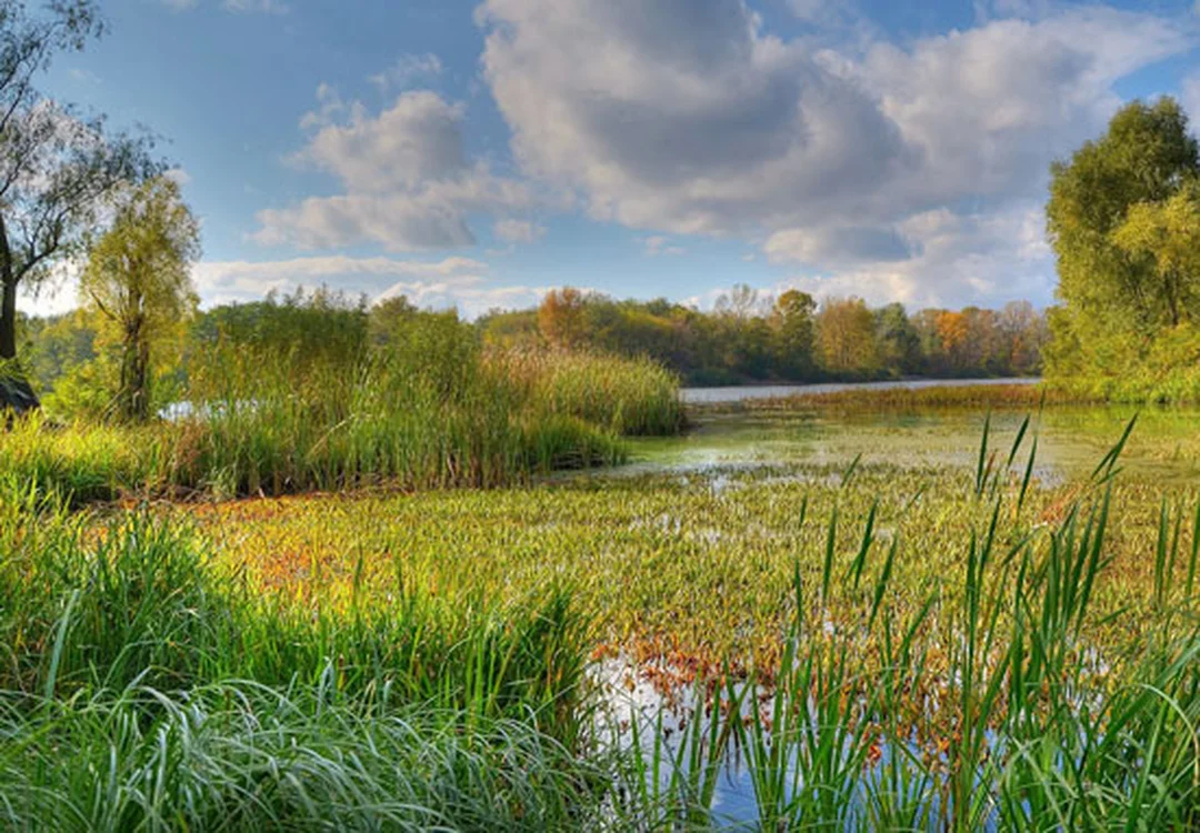 cách câu lure cá lóc - hình minh họa 3