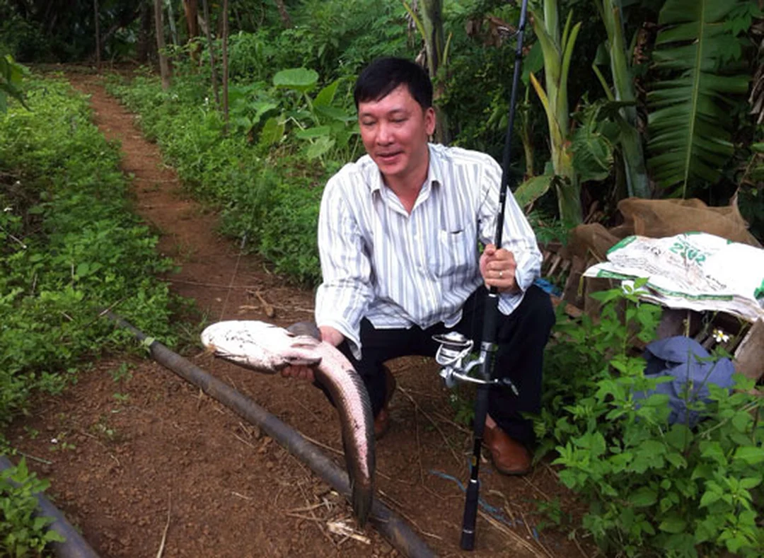 cách câu lure cá lóc - hình minh họa 4