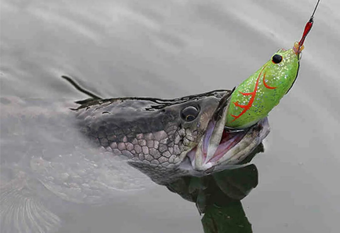 cách câu lure hiệu quả trên mặt nước với cú quăng chính xác