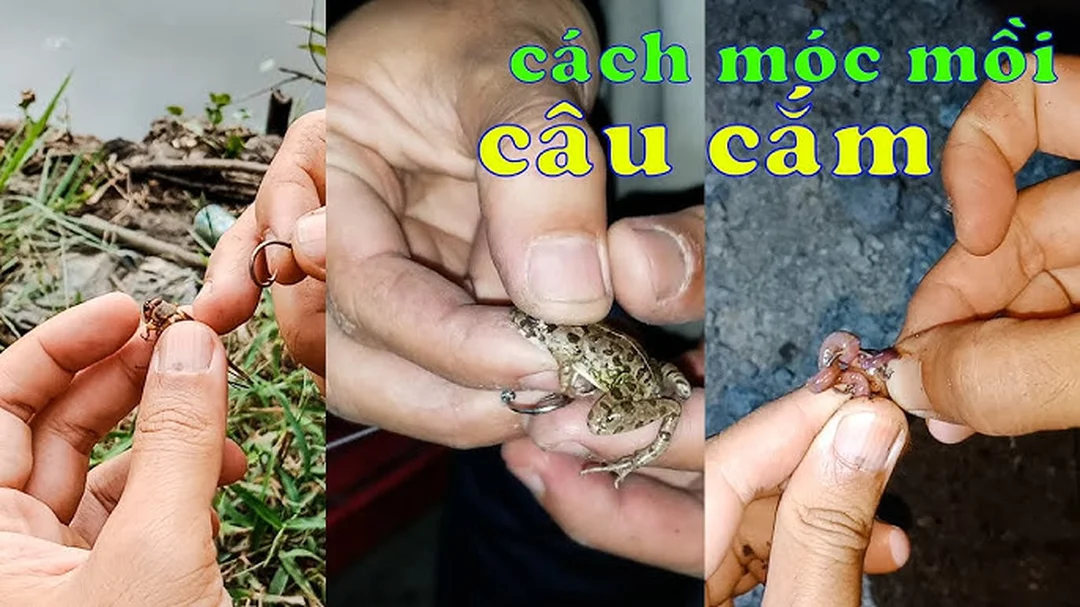 cách móc mồi nhái câu cá lóc - hình minh họa 4 cách móc mồi nhái câu cá lóc - hình minh họa 4