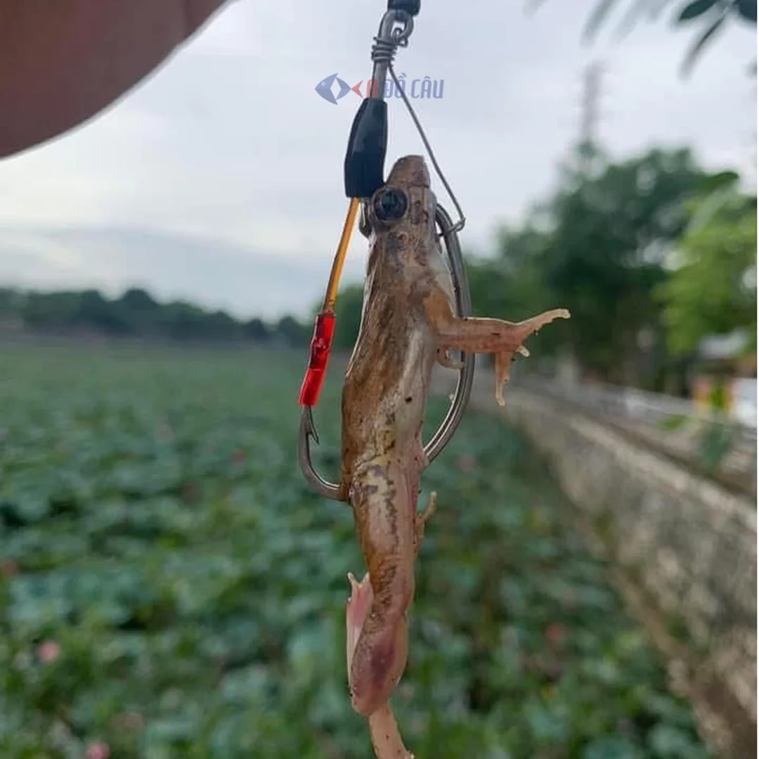 Lưỡi câu móc mồi nhái cá lóc cách móc mồi nhái câu cá lóc với lưỡi câu chuyên dụng