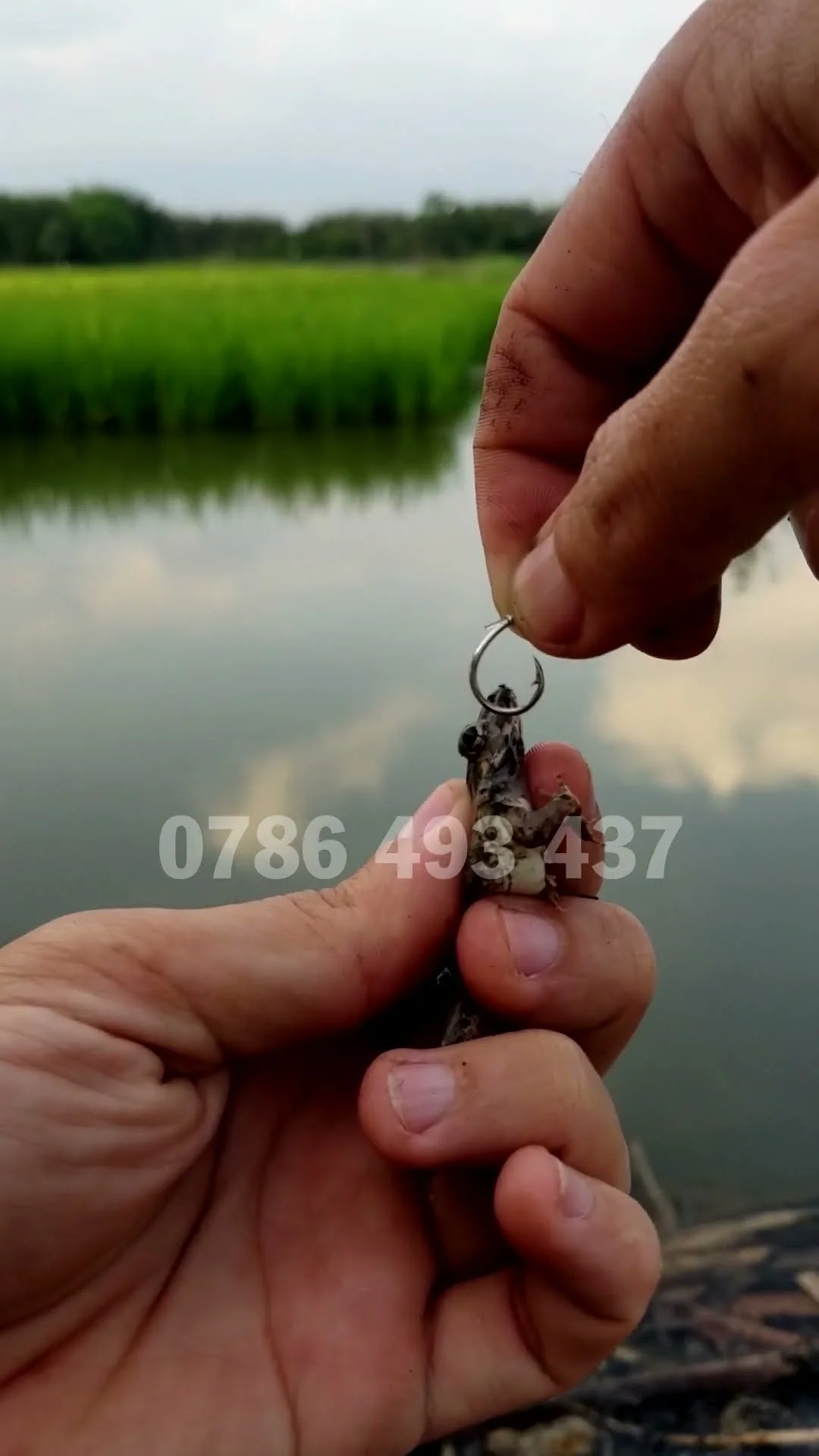 cách móc nhái cắm câu cá lóc bằng mồi nhái sống