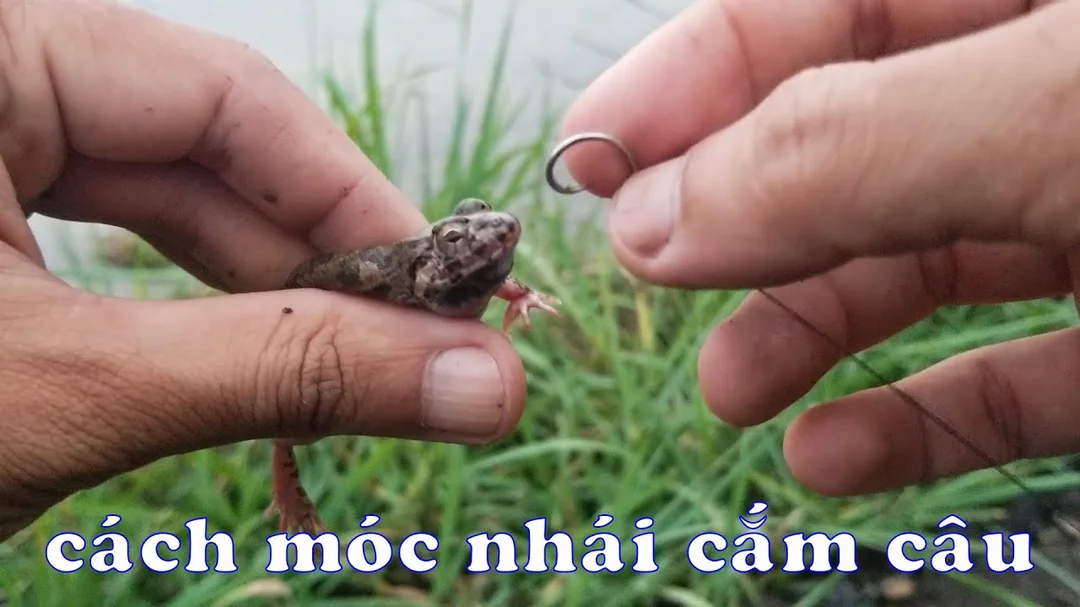 cách móc nhái cắm câu cá lóc theo địa hình bờ cỏ