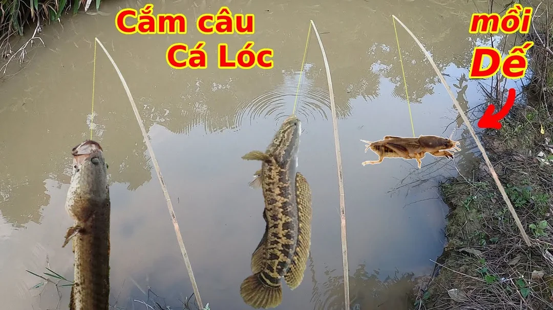 Cắm câu cá lóc câu hỏi thường gặp cho người mới cắm câu cá lóc câu hỏi thường gặp cho người mới