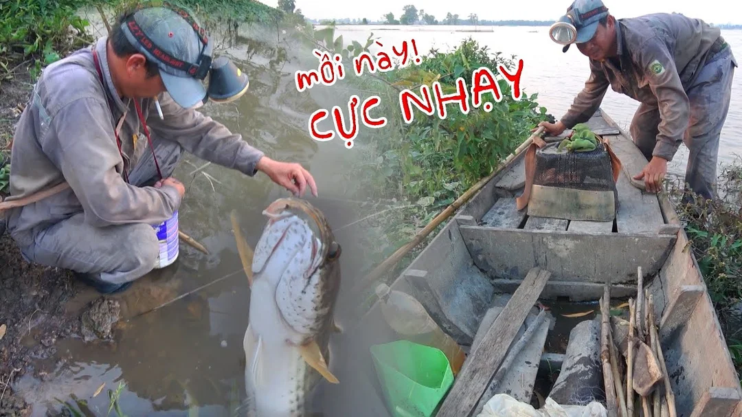 Cắm câu cá lóc kết hợp quan sát điểm đánh lure cắm câu cá lóc kết hợp quan sát điểm đánh lure