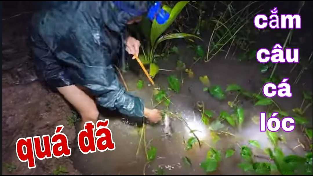 Cắm câu cá lóc tại mé cỏ và bờ nước cắm câu cá lóc tại mé cỏ và bờ nước