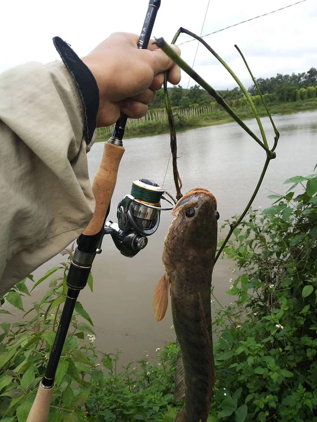 cần câu cá lóc carbon D Proflex dùng câu lure