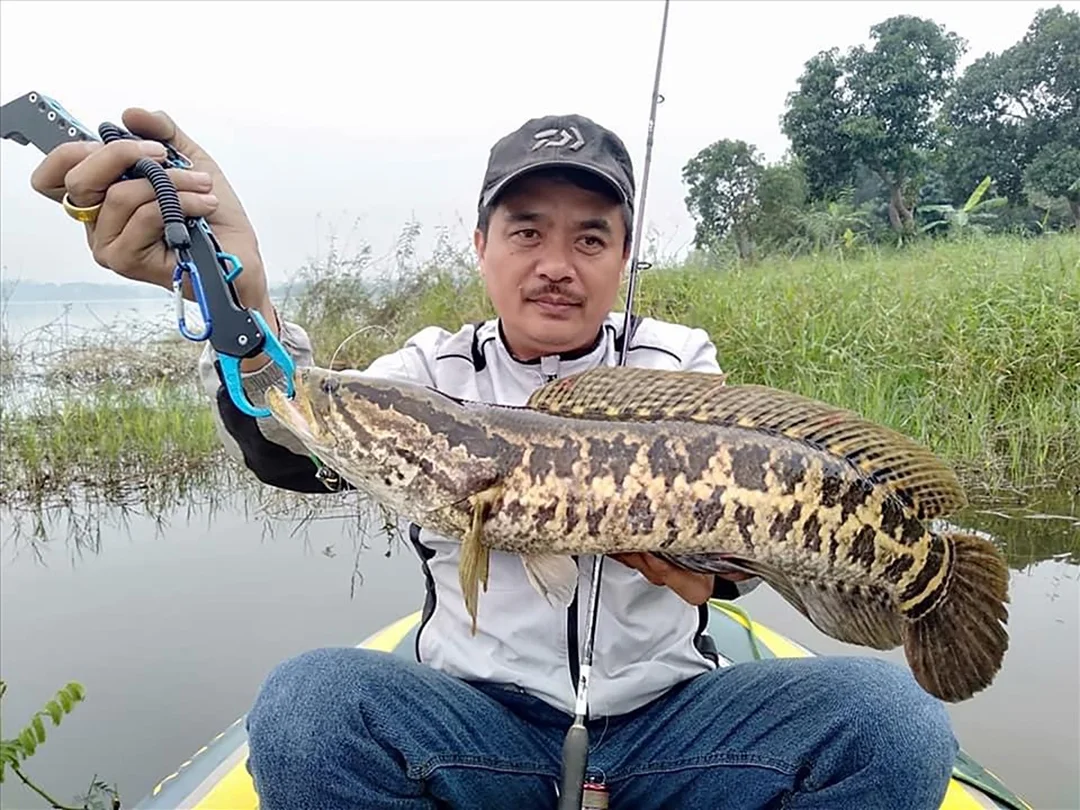 Cần câu lure 3 khúc dùng cho nhiều địa hình câu lure cá lóc cần câu lure 3 khúc dùng cho nhiều địa hình câu lure cá lóc