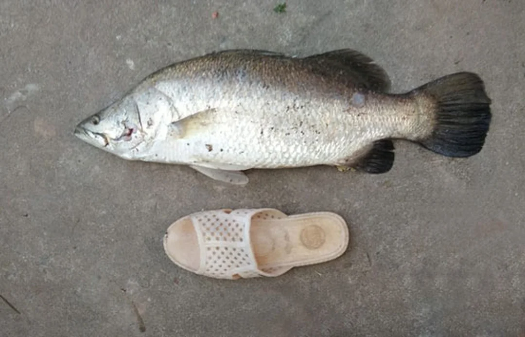 cần câu lure cá chẽm - hình minh họa 1