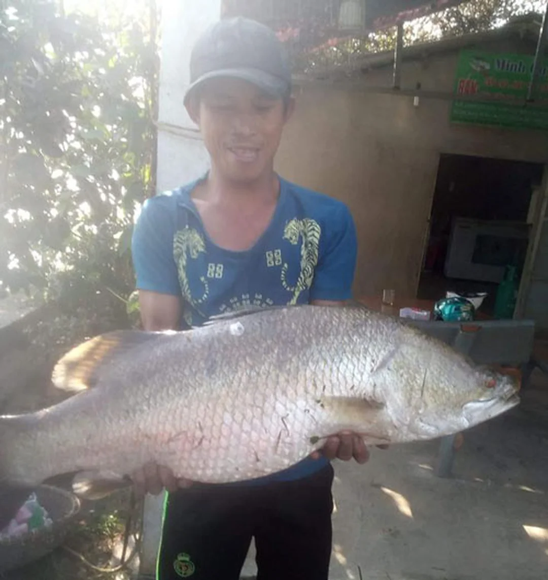 Cần câu lure cá chẽm và cá chẽm lớn sau khi lên bờ