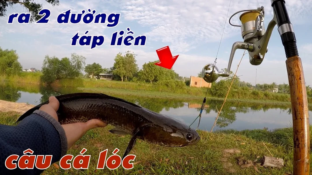 câu cá lóc bằng nhái thật cần tránh lỗi đóng cá quá sớm
