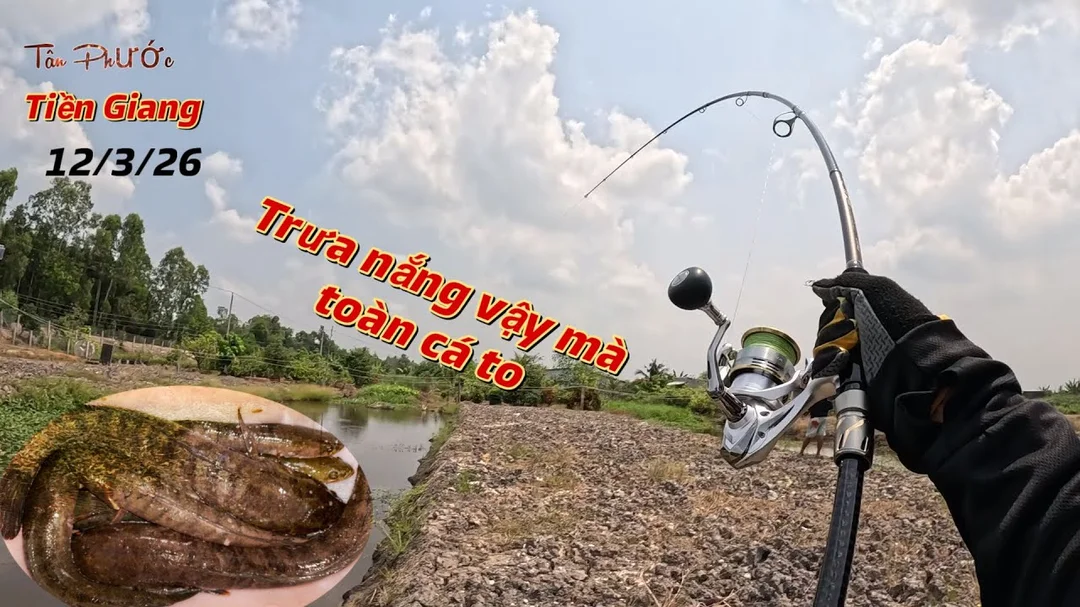 câu cá lóc bằng nhái thật với bộ cần máy và mồi nhái sống