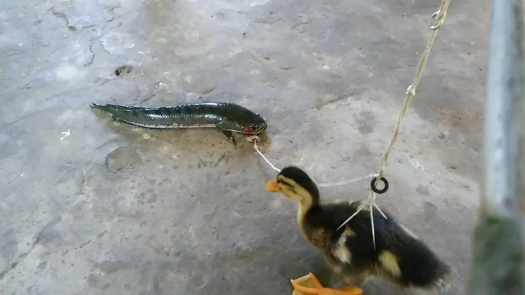 câu cá lóc bằng vịt và mồi giả thay thế câu cá lóc bằng vịt và lựa chọn mồi giả thay thế