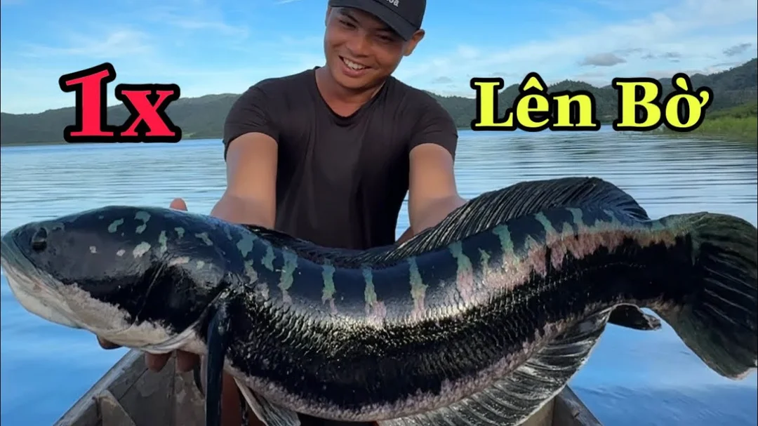 câu cá lóc bông bằng mồi giả ở vùng nước lớn