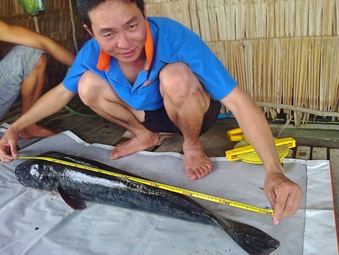 câu cá lóc bông thái lan câu hỏi thường gặp