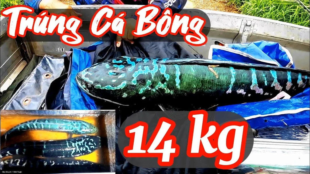 câu cá lóc bông và những câu hỏi thường gặp