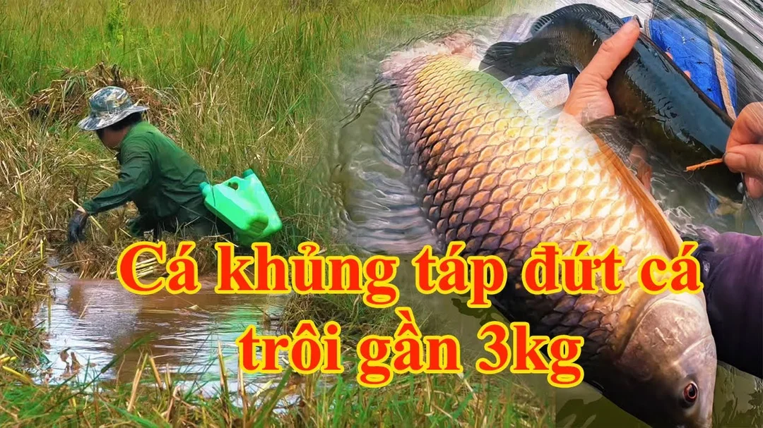 câu cá lóc bự dễ hụt nếu đóng cá sai nhịp