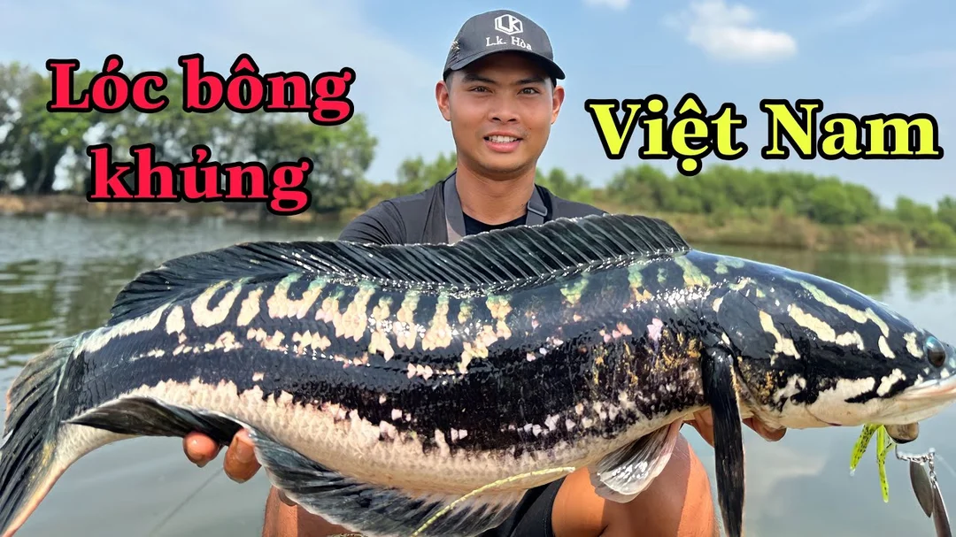 câu cá lóc bự ở vùng nước tự nhiên nhiều cỏ
