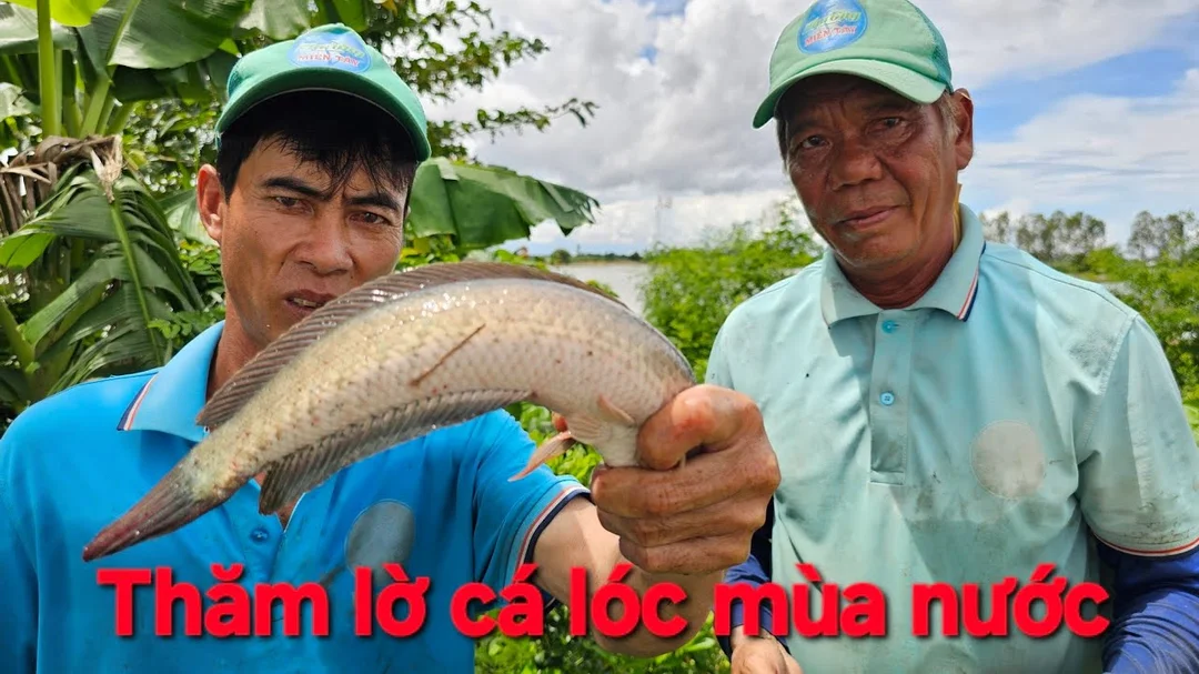 câu cá lóc miền tây bằng mồi giả trên ruộng cỏ