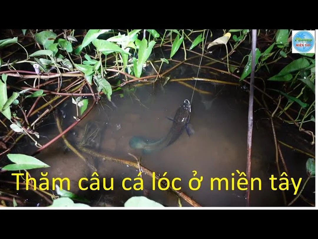 câu cá lóc miền tây bằng mồi vịt ở ruộng nước