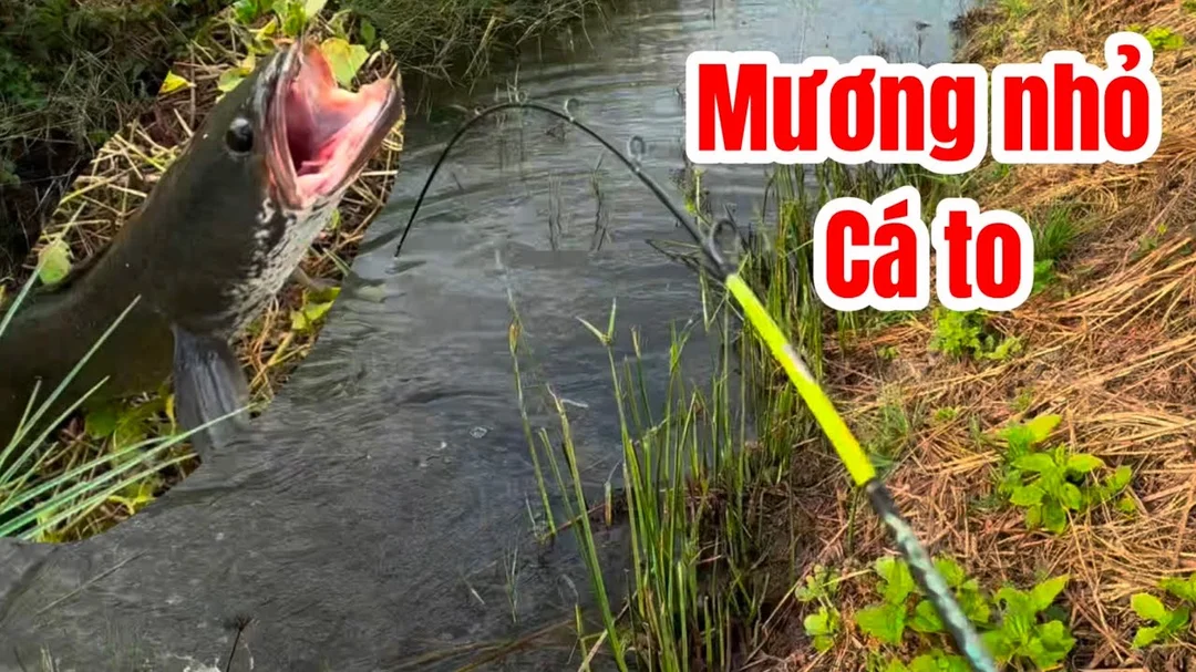 câu cá lóc miền tây tại bờ mương nhiều lục bình