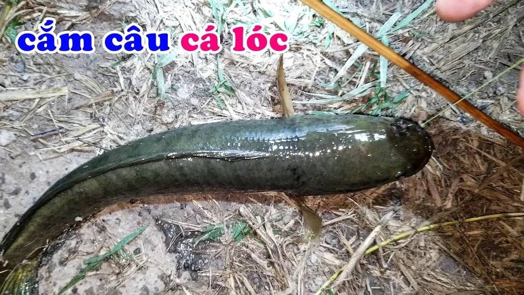 câu cá lóc mùa đông rê mồi nhái chậm để cá táp chắc