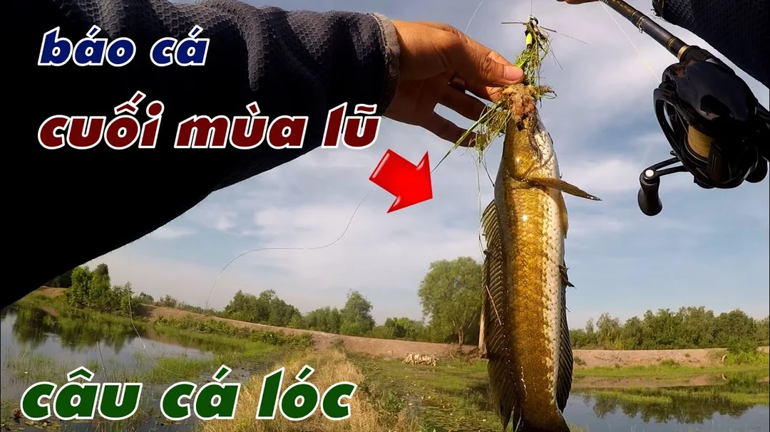 câu cá lóc mùa đông so sánh máy đứng và máy ngang