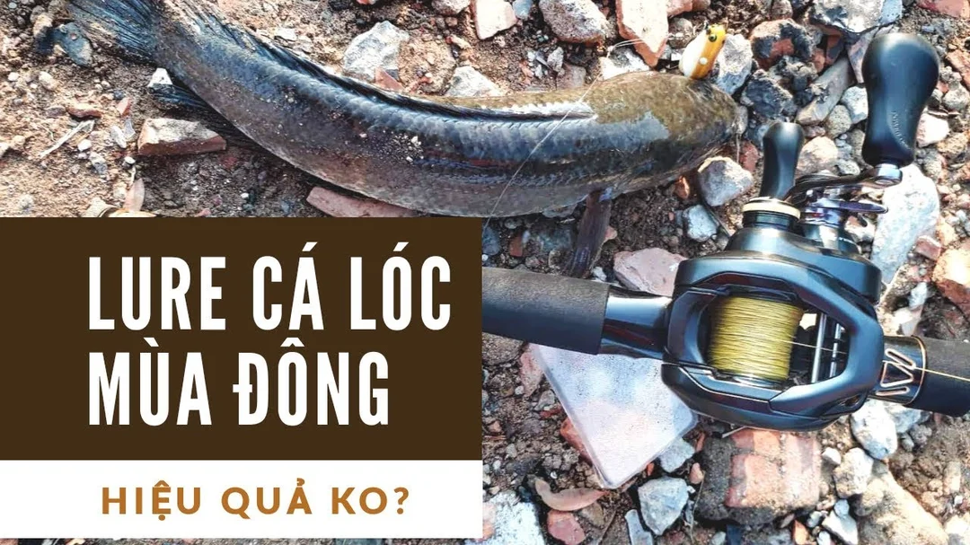 câu cá lóc mùa đông với địa hình ruộng cạn và bờ cỏ