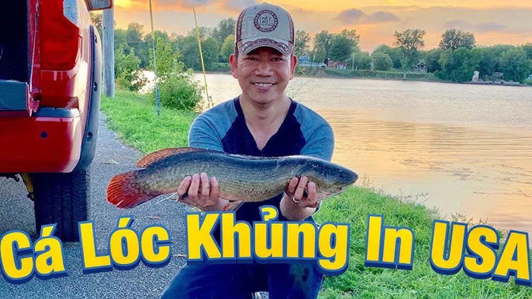 câu cá lóc ở mỹ tại vùng sông hồ có nhiều rong cỏ