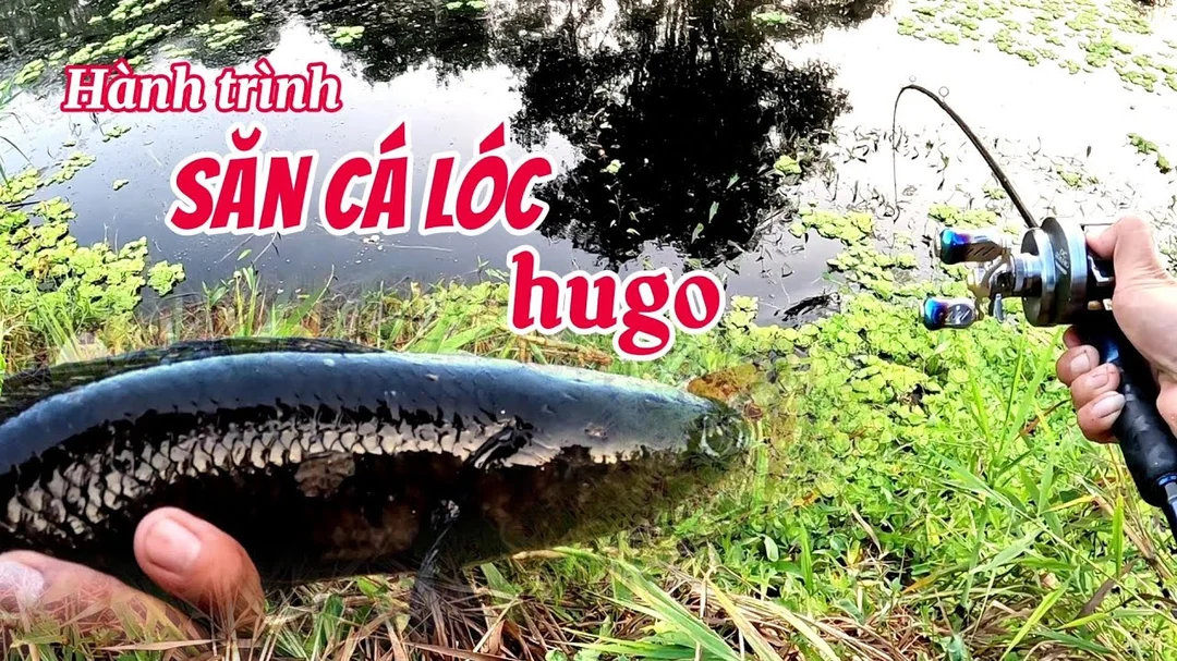 Câu cá lóc rừng U Minh Thượng bằng mồi lure thực tế câu cá lóc rừng u minh thượng bằng mồi lure thực tế