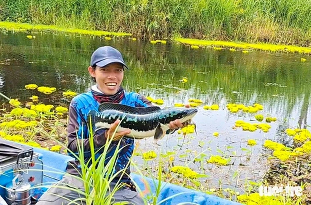Câu cá lóc rừng U Minh Thượng trên bãi cỏ ngập nước câu cá lóc rừng u minh thượng trên bãi cỏ ngập nước