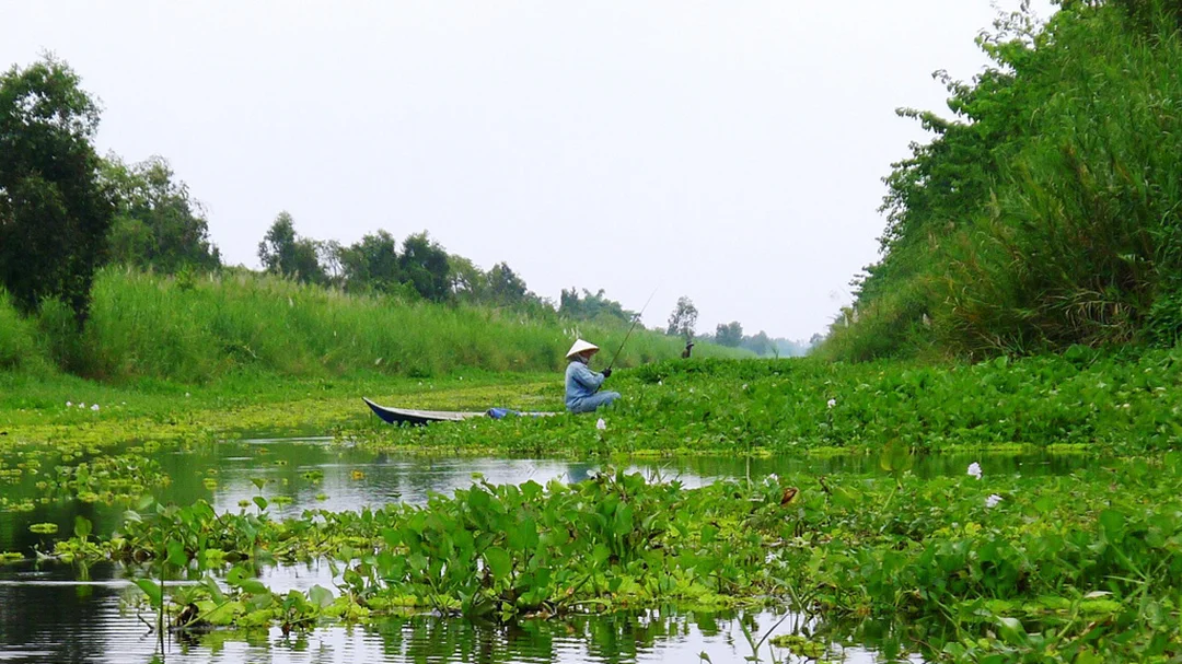Câu cá lóc rừng U Minh Thượng trong vùng du lịch sinh thái câu cá lóc rừng u minh thượng trong vùng du lịch sinh thái