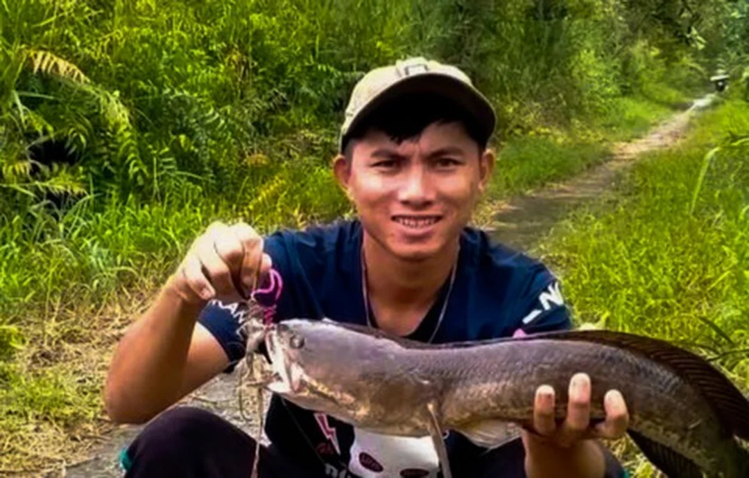 Câu cá lóc rừng U Minh Thượng với cá lóc đồng lớn câu cá lóc rừng u minh thượng với cá lóc đồng lớn