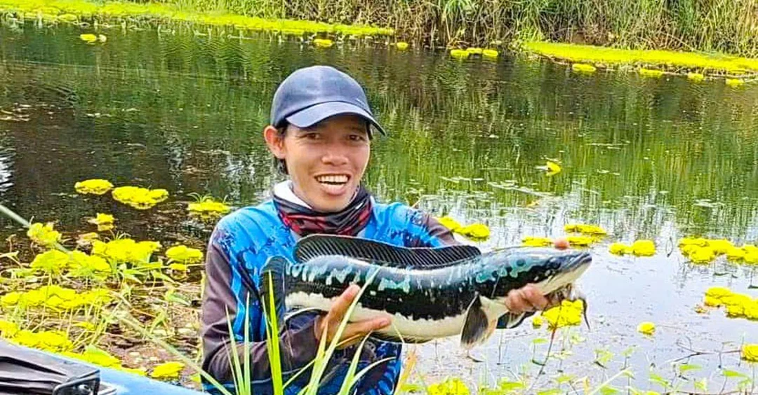 câu cá lóc vào thời gian nào mùa nước nổi và cá đồng